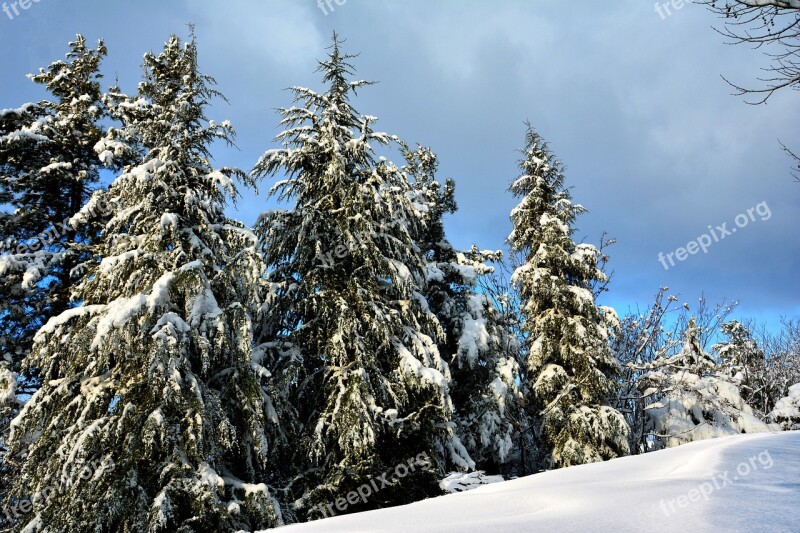 Tree Current Season Nature Blue Sky Snow