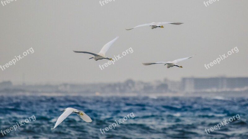 Fly Sea Flight Nature Birds