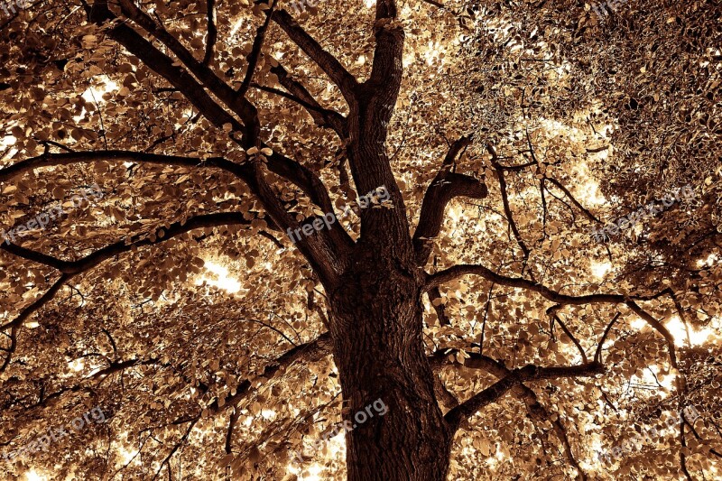 Tree Top Branch Foliage Trunk Canopy