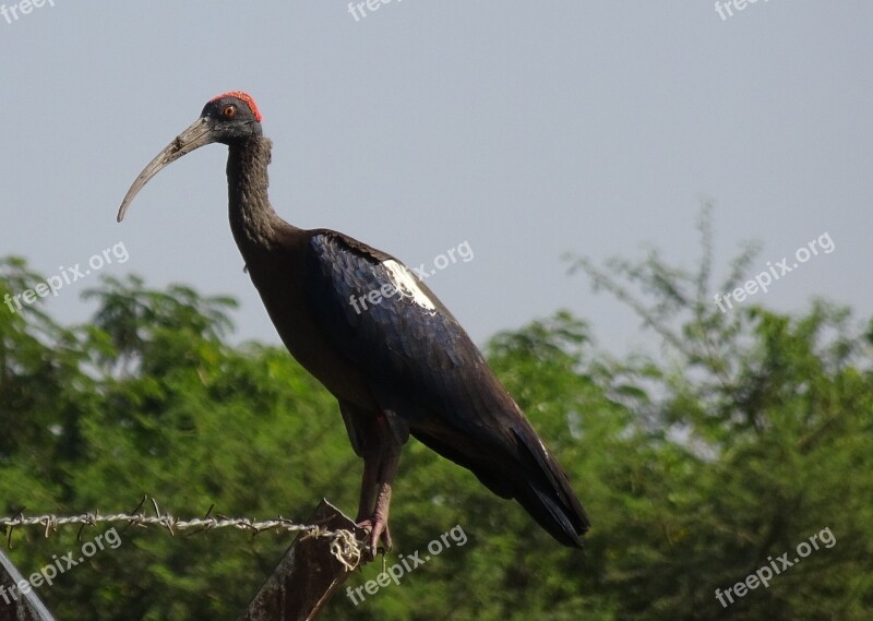 Bird Red-naped Ibis Pseudibis Papillosa Indian Black Ibis Black Ibis