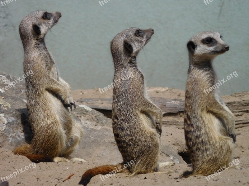 Wildlife Mammals Meerkat No Person Cute