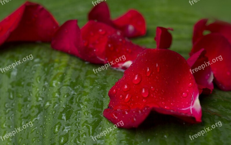 Emotion Pink Wings Crimson Droplets Background