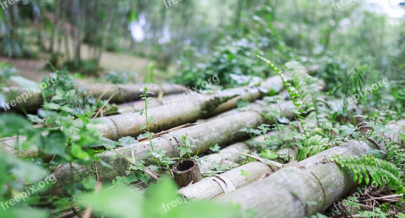 Nature Flora Wood Tree Leaf