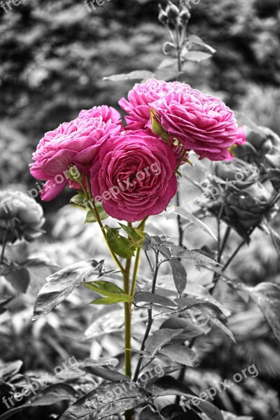 Color Key Rose Nature Free Photos