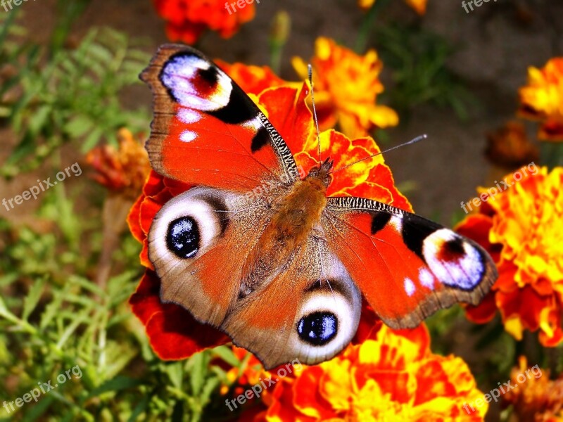 Nature Butterfly Day Insect Animals Flower