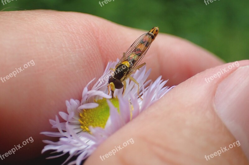 Nature Close Up Insect Hoverfly Blossom