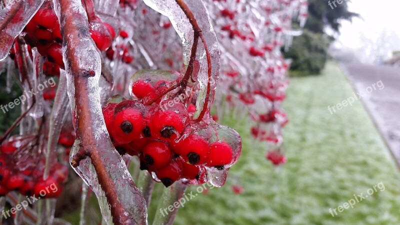 Nature Season Flora Flower Berries