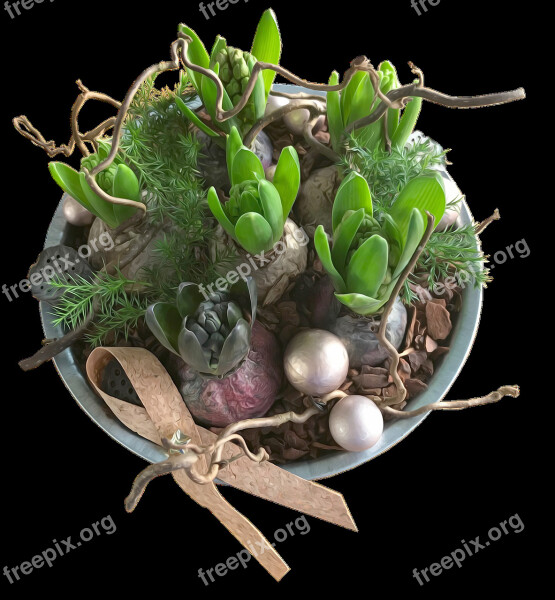 Hyacinths Decoration Flowers Plants Christmas