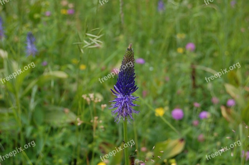 Nature Summer Flower Hayfield Flora