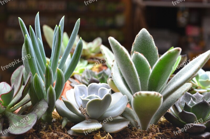 Cactus Flora Nature Succulent Flower