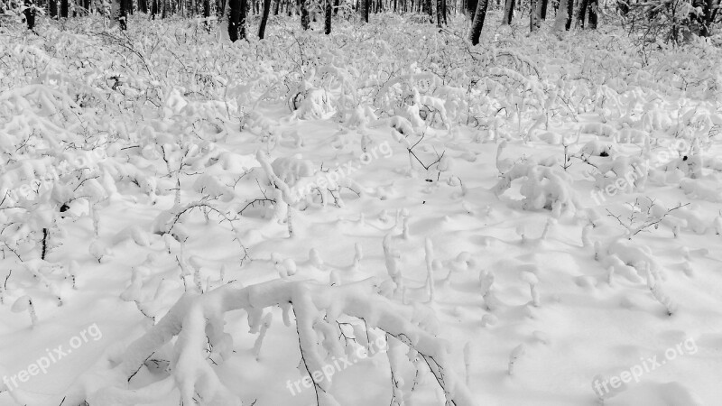 Snowy Snow Load Forest Snow Frost