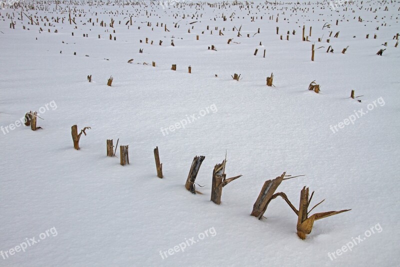 Corn Strunk Cornfield Cut Corn Snow