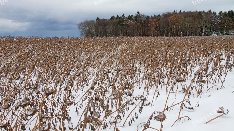 Sunflower Sunflower Field Nature Winter Snow