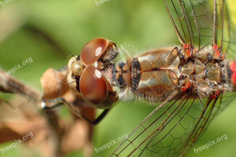 Insect Nature Animal Dragonfly Wing