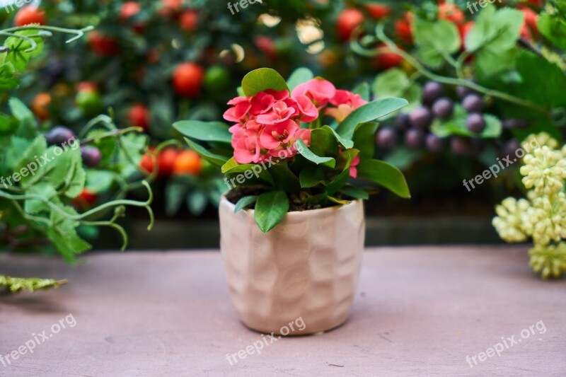 Flower Flowerpot Nature Live Oxygen