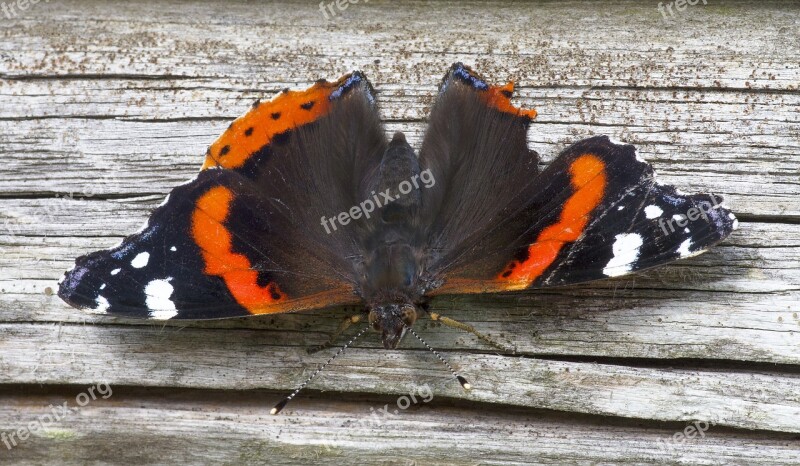 Butterfly Natural Insect Wing Outdoor