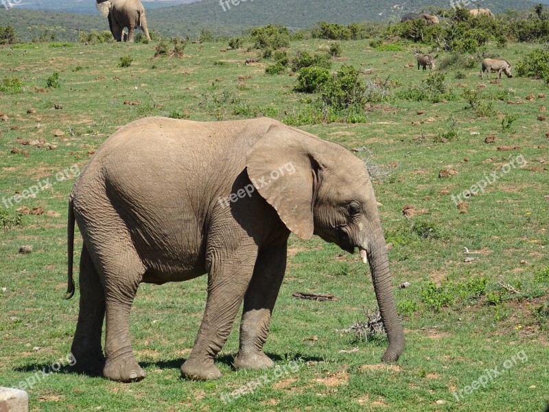 Elephant Animal World Mammal Nature Animal