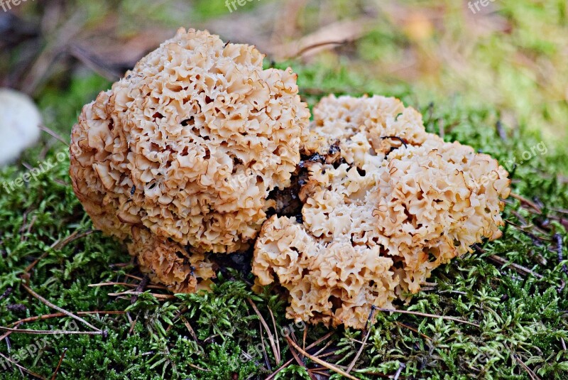 Nature Mushrooms Eating Mushroom Goat's Beard