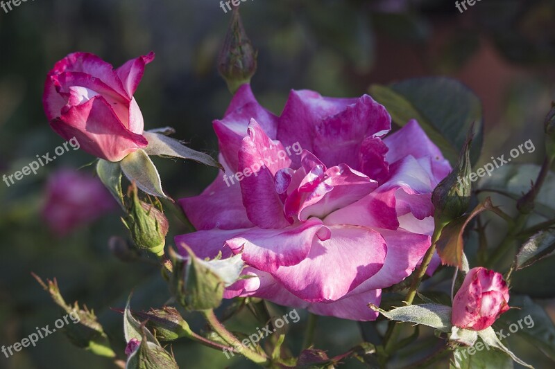 Flower Plant Nature Leaf Rose