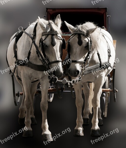 Traffic Transport Coach Horse Tableware