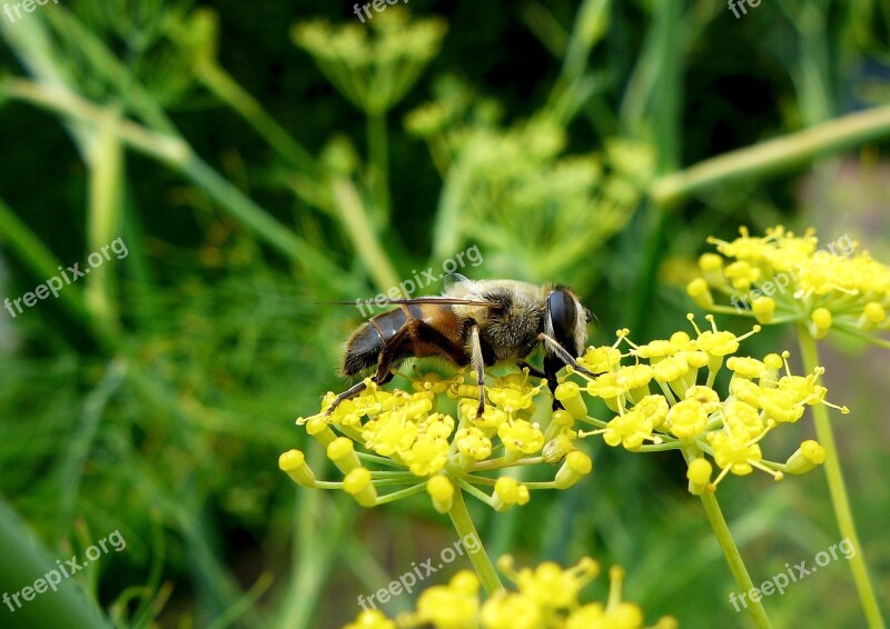 Nature Insect Close Up Bee Parsnip