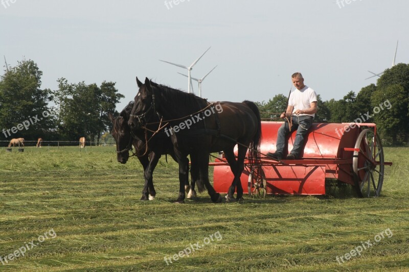 Haymaking Horses Groningen Free Photos