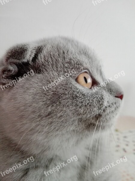 Cat Scottish Fold Lilac Public Record Animals