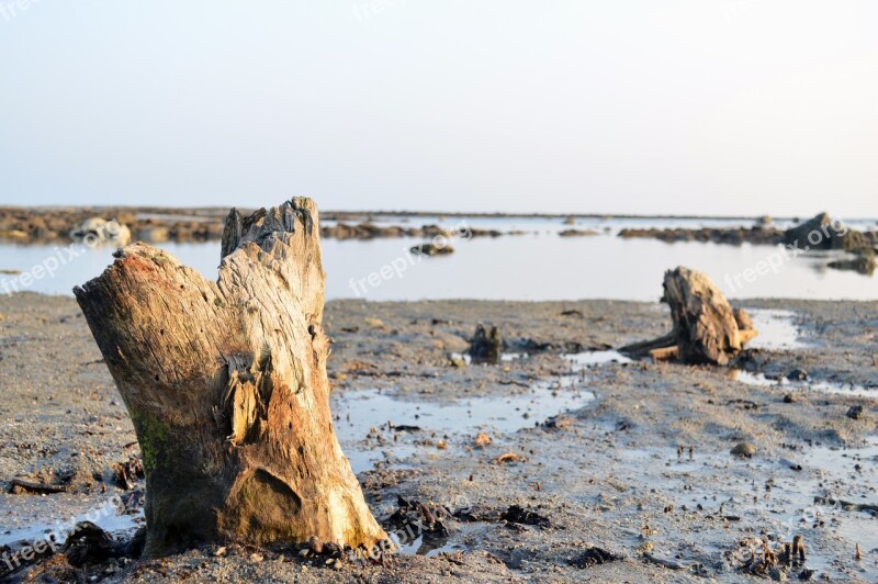 Coral Sea Beach Evening Tree