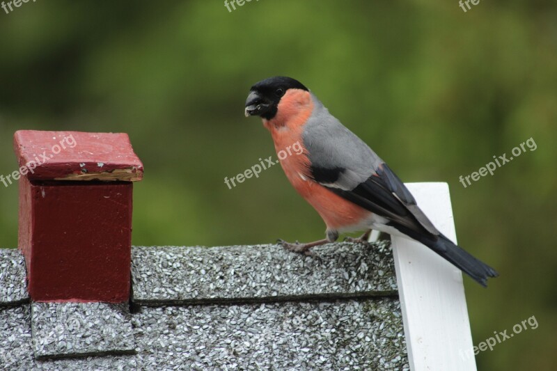 Bird World Bullfinch Male Foraging Free Photos