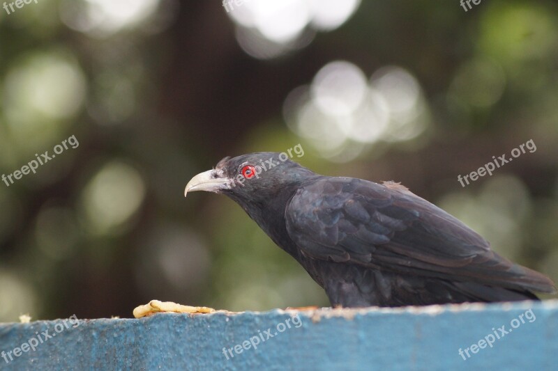 Best Bird Black Love Red Eyes Bird Free Photos