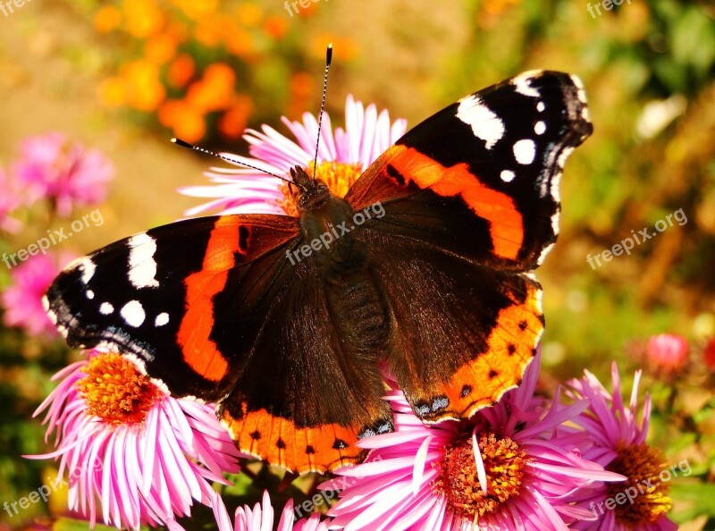 Animal Insect Butterfly Fair Admiral Garden