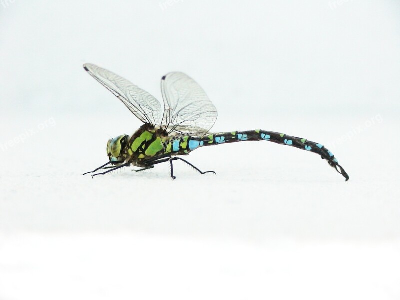 Dragonfly Insect Flights Close Up Macro