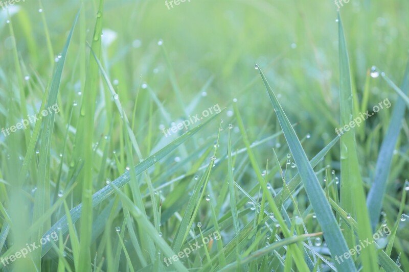 Green Droplets Color Vietnam The Morning