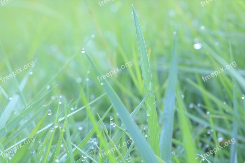 Green Droplets Color Vietnam The Morning