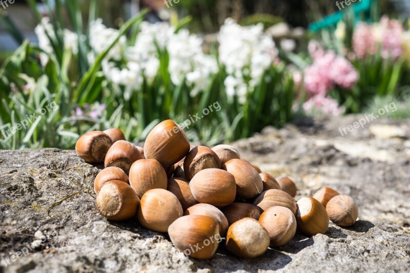 Hazelnuts Hazelnut Food Brown Nuts