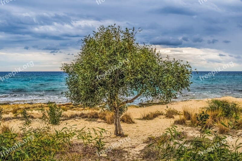 Tree Dunes Sea Beach Nature