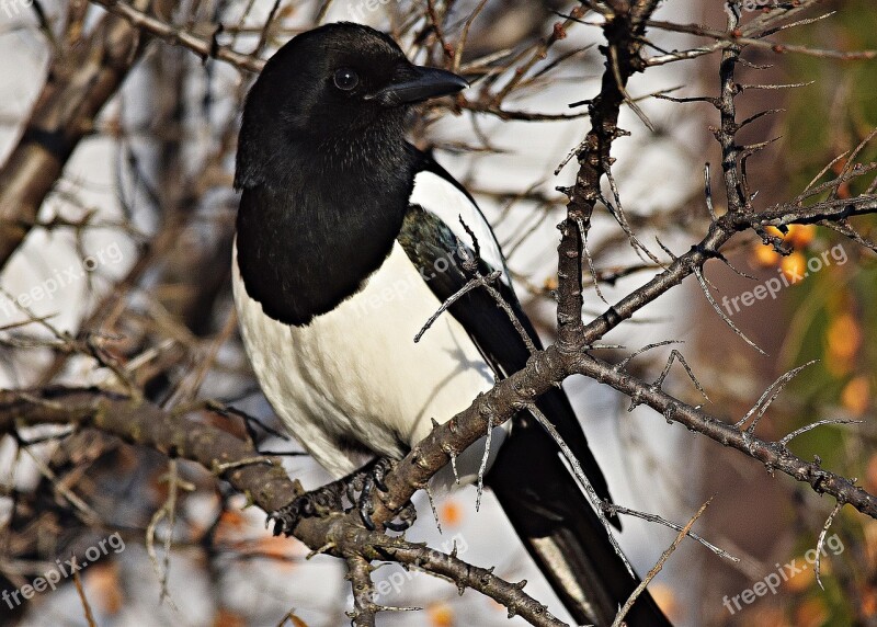 Pie Bird Branches Nature Tree