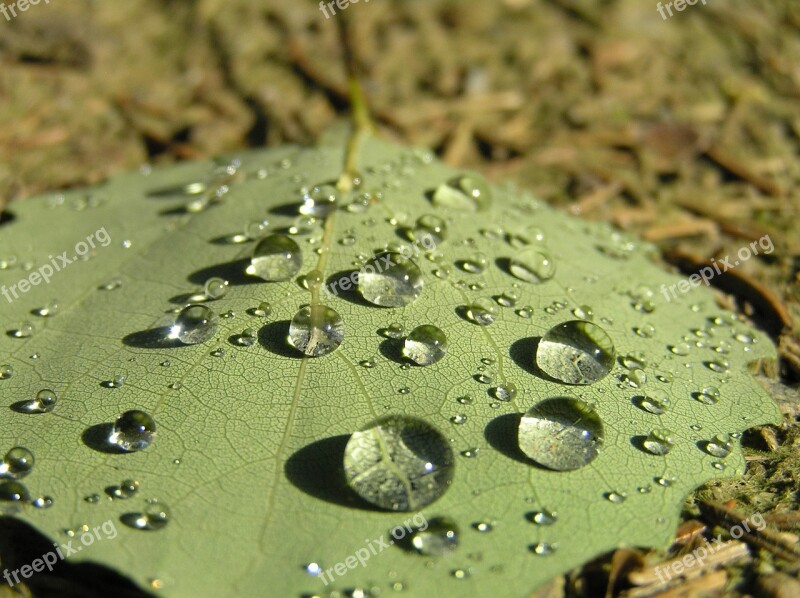 Drops Sheet Drop Macro Dew