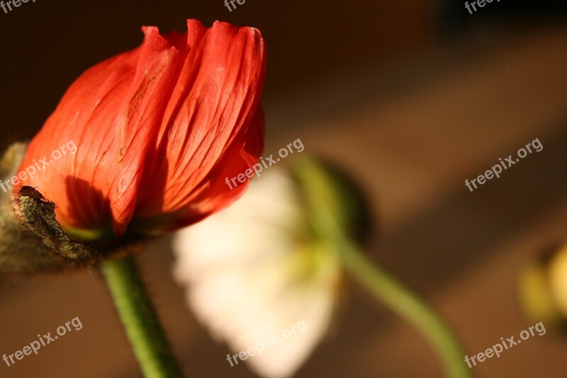 Flower Red Nature Red Flowers Blossom