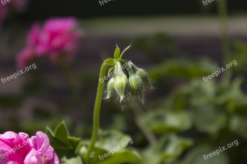 Flower Dead Flower Still Life Background Nature