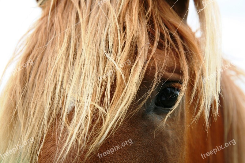 Horse Animal Beautiful Wild Horse Face