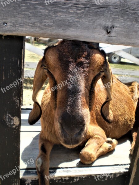 Goat Summer Sunshine Laying Long Ears