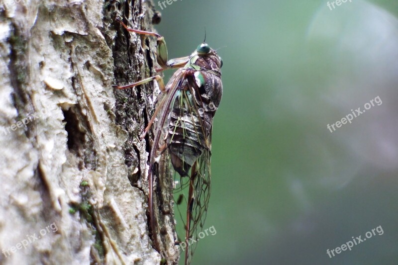 Japan Natural Insect Cicada Higurashi