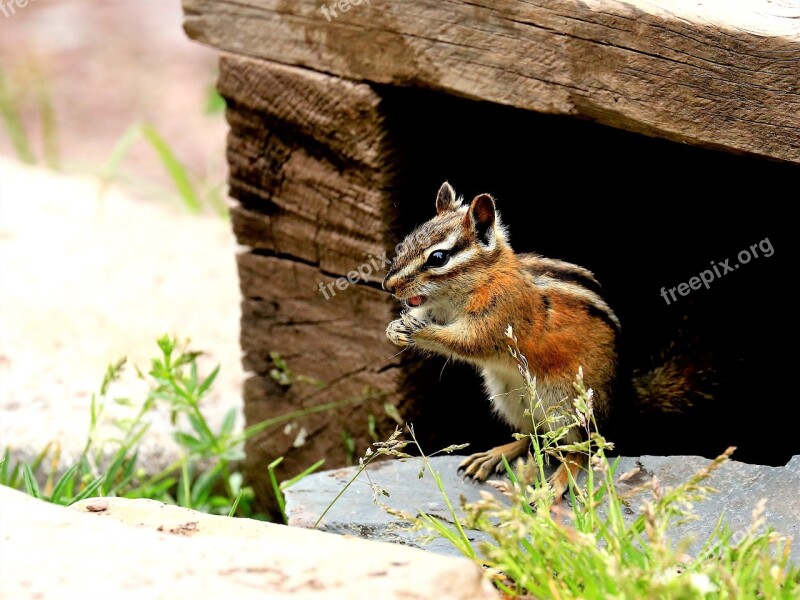 Chipmunk Nature Wildlife Squirrel Outdoors