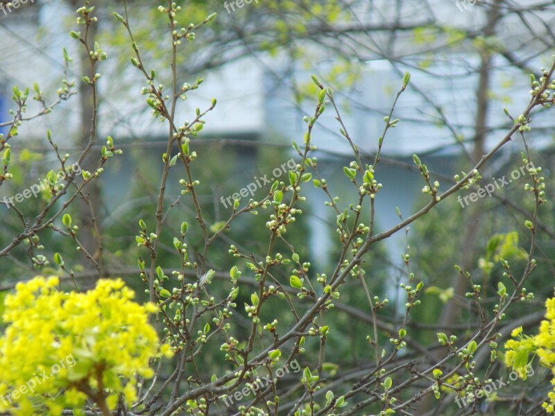 Spring Kidney Branch Nature Young Foliage