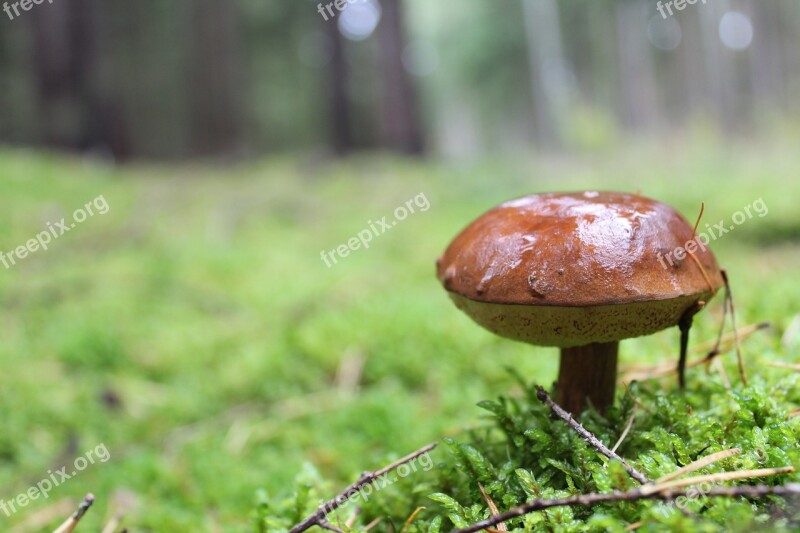 Mushroom Forest Moss Mushroom Picking Free Photos