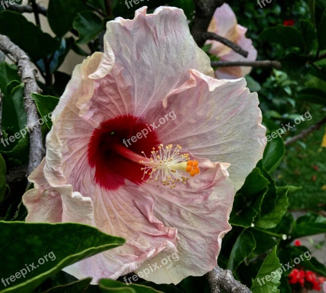 Ibisco Pink Petals Flower Spring Pink Flower