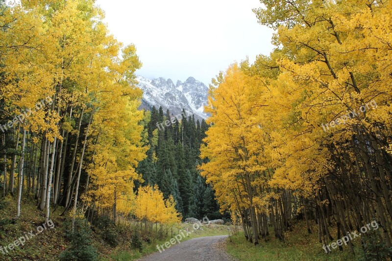 Green Aspens Trees Rocky Mountains Landscape