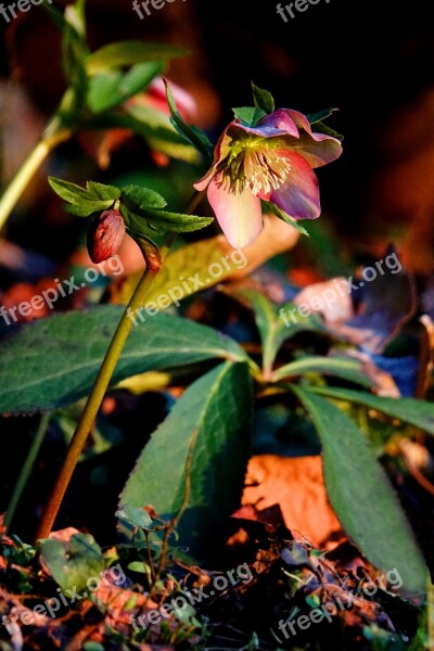 Anemone Blanda Plant Winterblueher Early Bloomer Nature