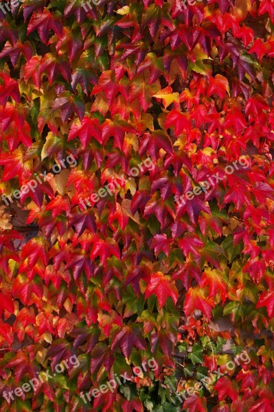 Autumn Fall Foliage Golden Autumn Leaves Colorful